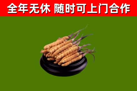 高县回收冬虫夏草
