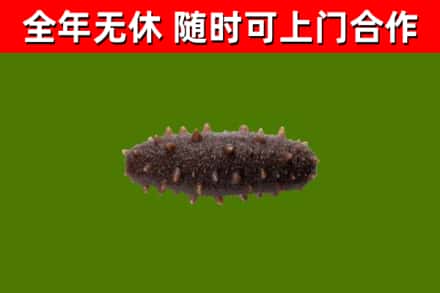 高县回收海参干